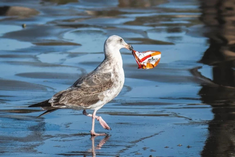 Czy oceany kiedykolwiek oczyszczą się z plastiku? Naukowcy mają wątpliwości